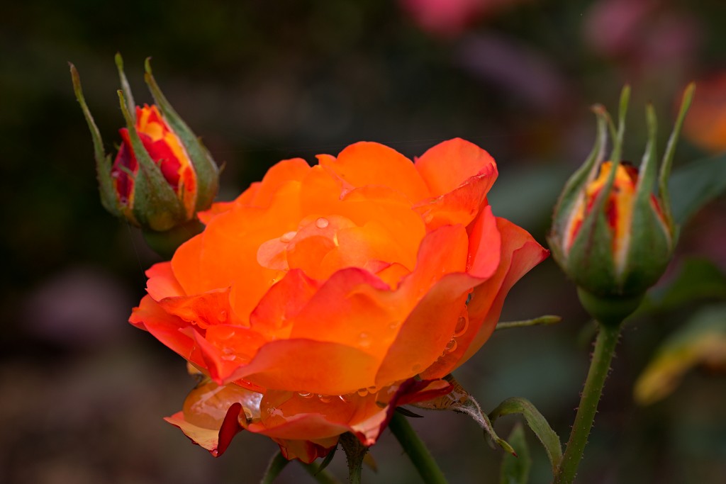 rozen roos rosa hdr natuur bloem bloemen cultivars cultivar rosaceae tuin rozentuin valentijn liefde